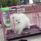 Jual Beli Anjing Peliharaan Yogyakarta Baru Jualo