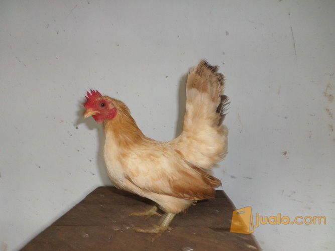 Serama Betina Dewasa Ciledug Tangerang Jualo