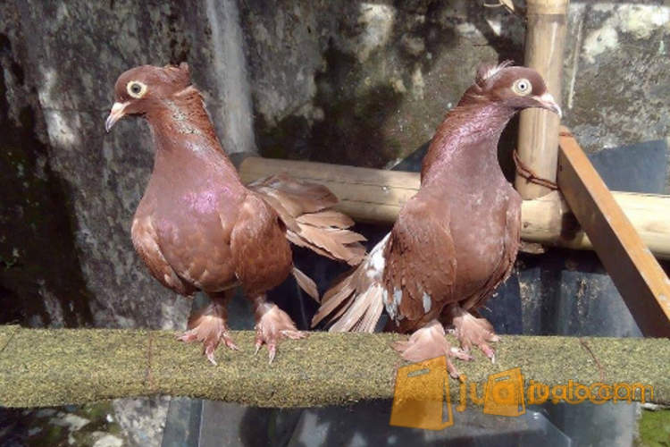 Merpati Hias Kipas Coklat Indukan Bandung Jualo