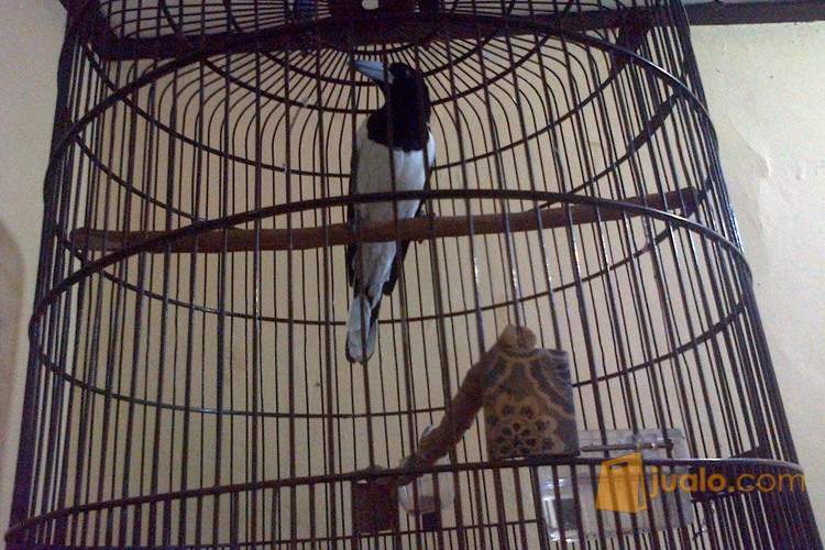 burung jagal papua | Jakarta Timur | Jualo