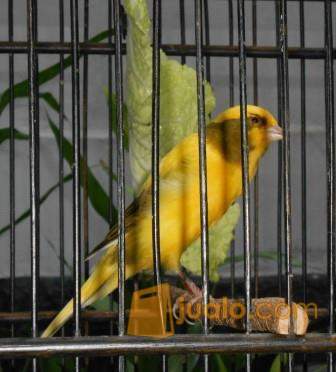 27+ Burung kenari f1 ys terbaru