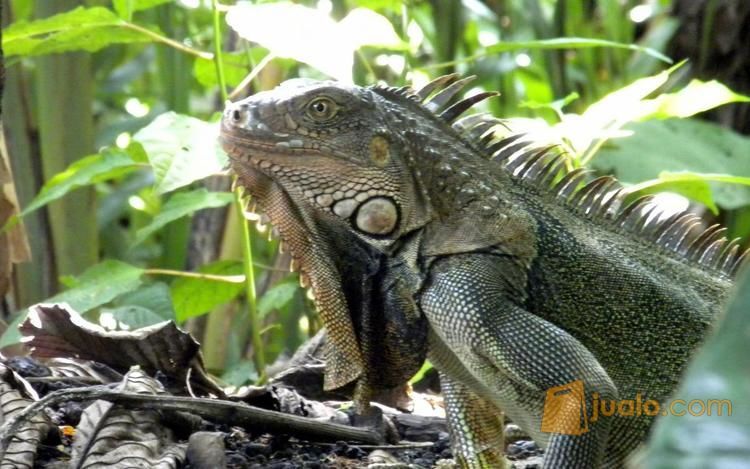 Hewan Reptil Iguana Sangat Jinak Dan Makan Rakus Bisa Di Ajak Main