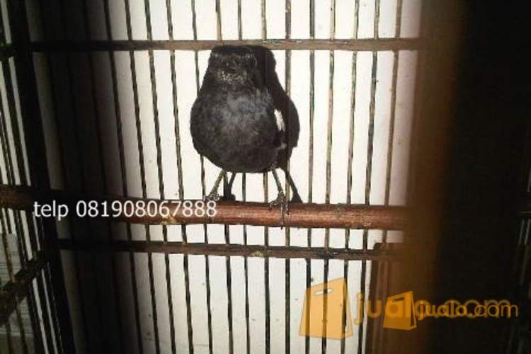 33++ Harga burung kacer jawa barat gacor terupdate