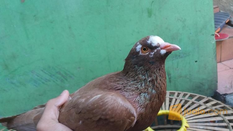 Burung Merpati Tinggian Jakarta Barat Jualo