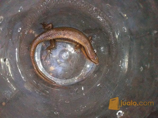 kadal ekor cabang / kadal cawang