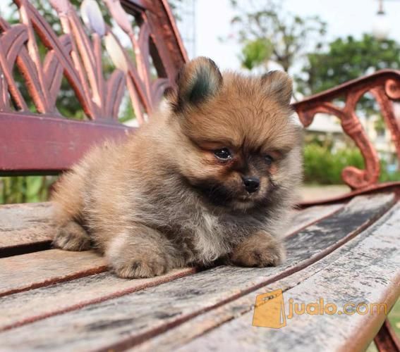 43++ Anjing pomsky dijual release