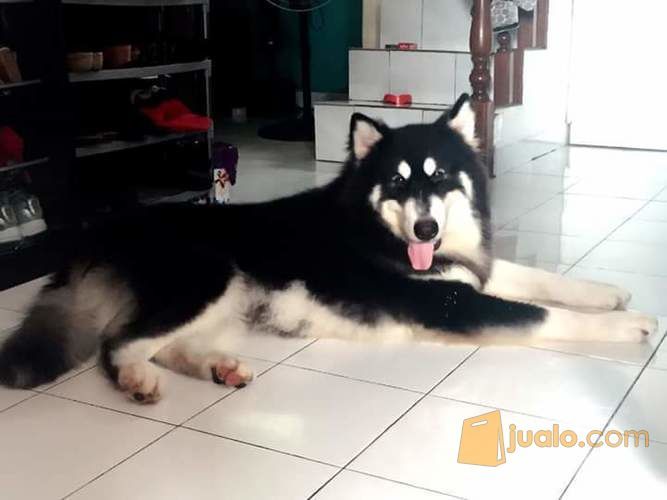 17+ Foto anjing alaskan malamute new