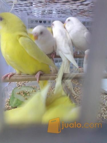 Burung Parkit Lutino Mata Merah Parkit Albino Mata Merah Kab