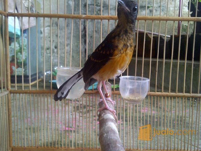 Anakan Trotolan Murai Batu Medan Jakarta Selatan Jualo