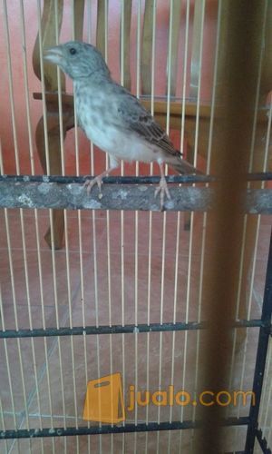 21++ Burung sanger terbaru