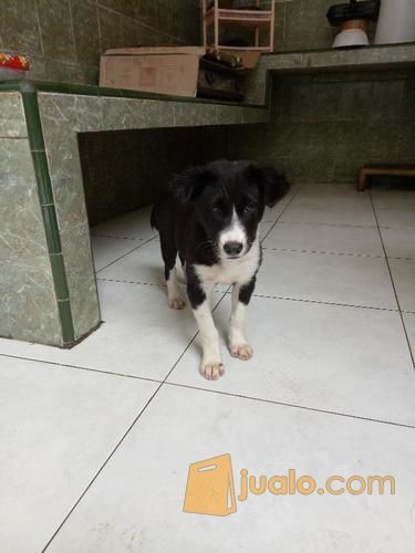 Hitam Putih Mix Alaskan Kab Toli Toli Jualo