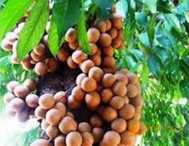 Bibit Buah Kepel Kualitas Unggul Buah Yang Manis Legit