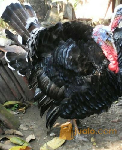 Sepasang Kalkun Madiun Kab Madiun Jualo