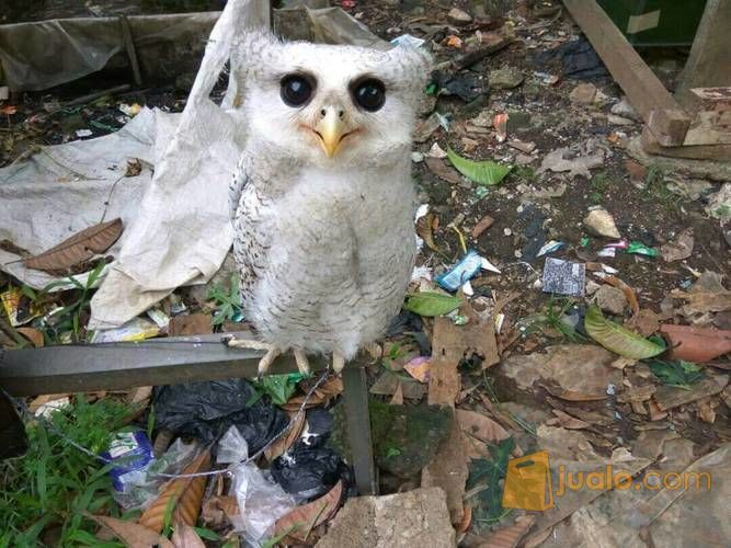 Burung Hantu Bubo Sumatranus Jakarta Utara Jualo