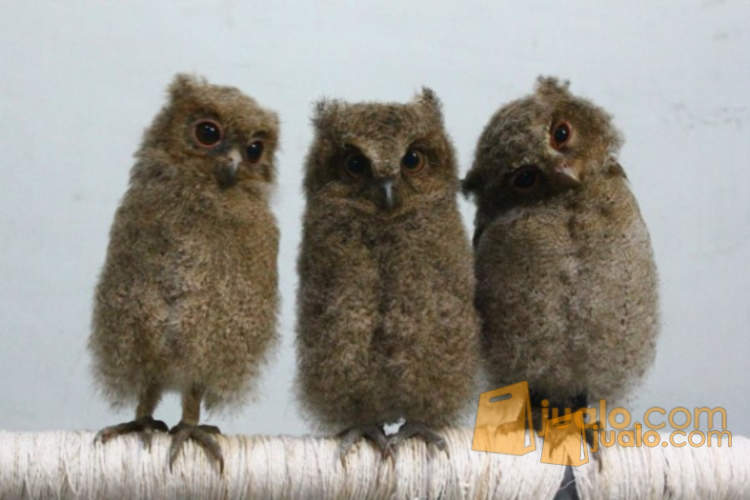 Jual Termurah Burung Hantu Oriental Bay Owl Obay Anakan Dan Juve Remaja Di Lapak Flamboyan Shop Bukalapak