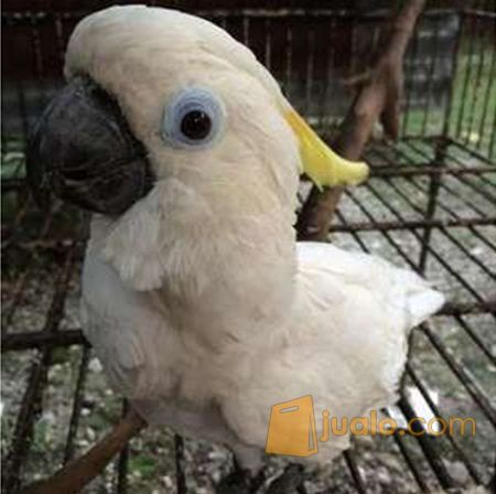 Anakan Jambul Kuning Jinak Total Kab Jombang Jualo