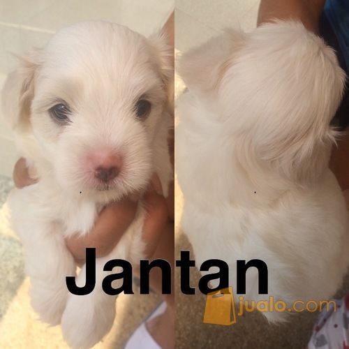 Anjing Maltese Campuran Pom Kab Malang Jualo