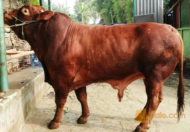 Sapi Qurban Jenis LIMOSIN SIMENTAL - Penggemukan Super | Depok | Jualo