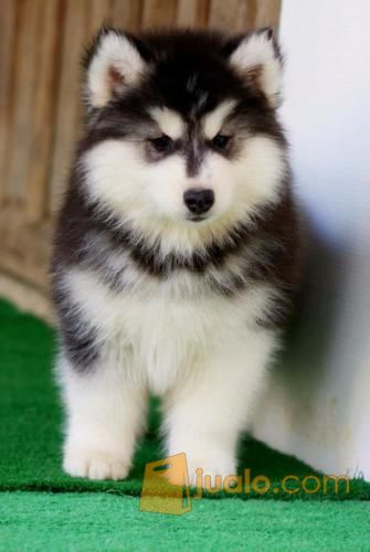 beli siberian husky