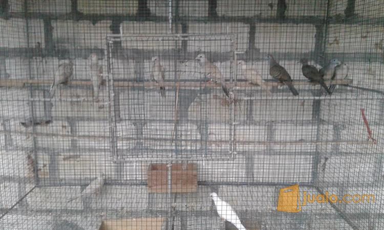 Burung Perkutut Kab Mojokerto Jualo