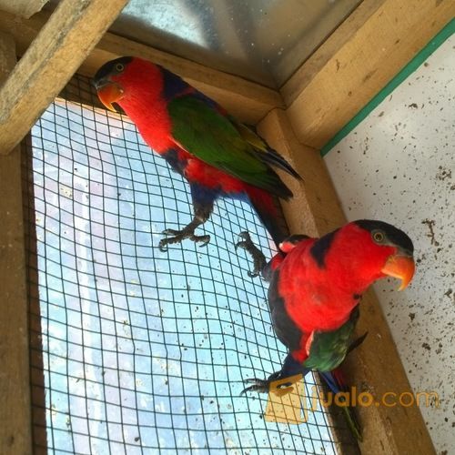 Nuri Kepala Hitam 2ekor Padang Jualo