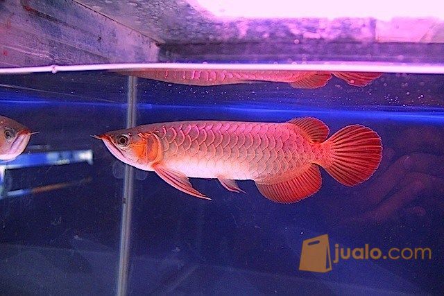 Arwana Super Red Ukuran 16Cm Chili Red Jakarta Pusat 