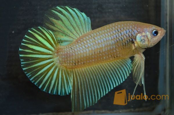 Ikan Cupang Giant Yellow Berkualitas Tangerang Jualo