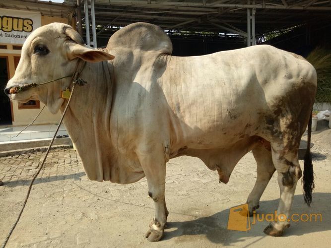 Hewan Qurban Sapi Gratis Ongkir Jabodetabek Depok Jualo