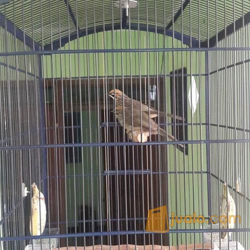 Sepasang Burung Cucak Rowo Siap Ternak Kab Banyumas Jualo