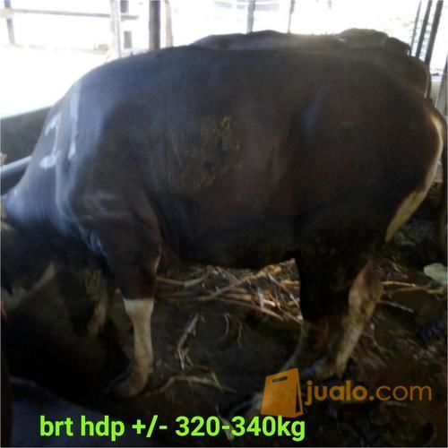 Supplier Hewan Qurban Jakarta Sapi Dan Kambing PARTAI (Reseller) & ECERAN