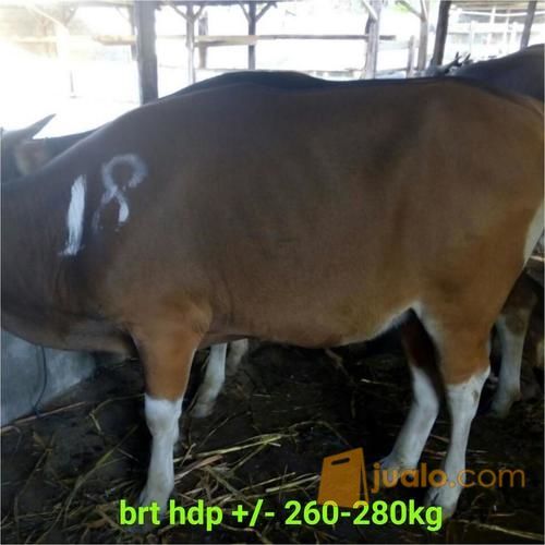 Supplier Hewan Qurban Jakarta Sapi Dan Kambing PARTAI (Reseller) & ECERAN