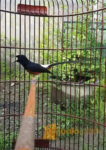 Ternak Burung Murai Batu Medan Asli Jakarta Selatan Jualo