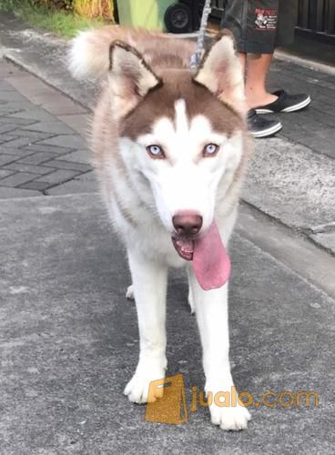 Anjing Siberian Husky Jakarta Timur Jualo