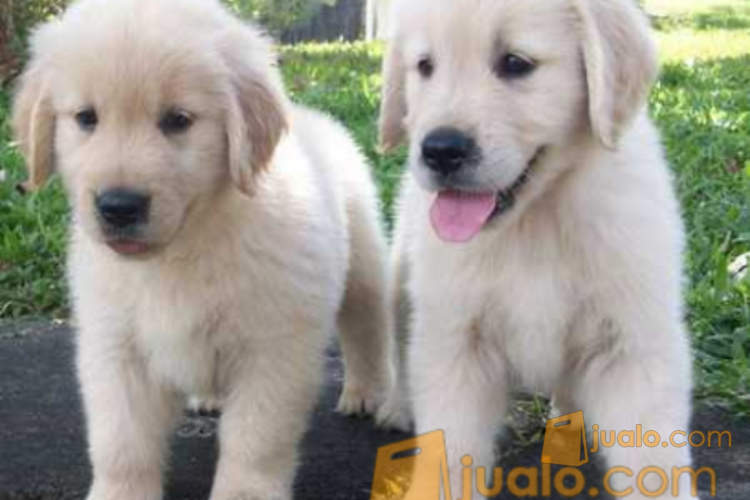 Anakan Golden Retriever Kab Tana Toraja Jualo