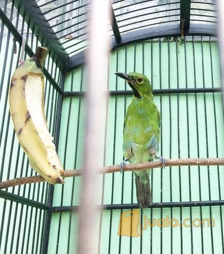 Cucak Ijo Trotol Depok Jualo