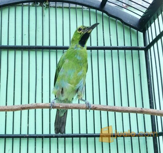 Daftar Harga Burung Cucak Ijo Atau Cucak Hijau Banyuwangi Kalimantan Dan Sumatera Portal Jogja