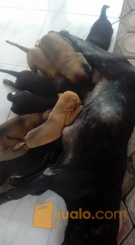 Anjing Kampung Ras Rp200 000 Ekor Medan Jualo