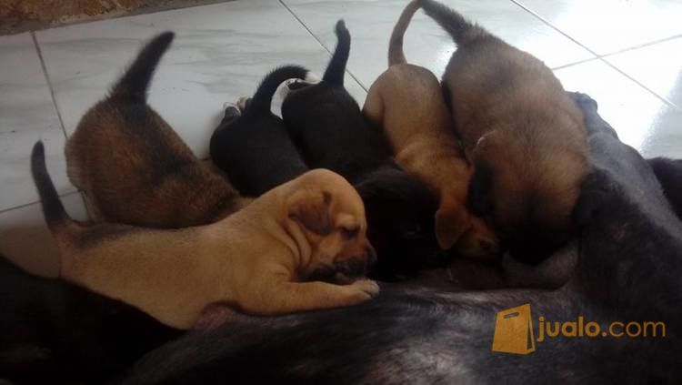 49+ Jual anak anjing herder medan info