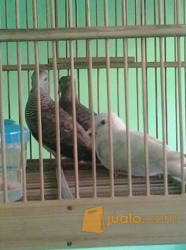 Burung Perkutut Lokal Surakarta Jualo