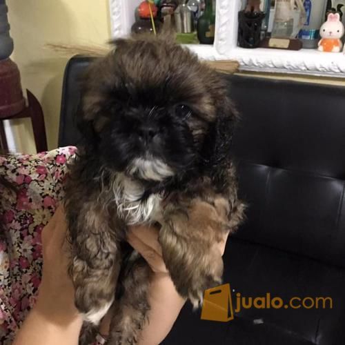 15+ Mini shitzu anjing lucu download