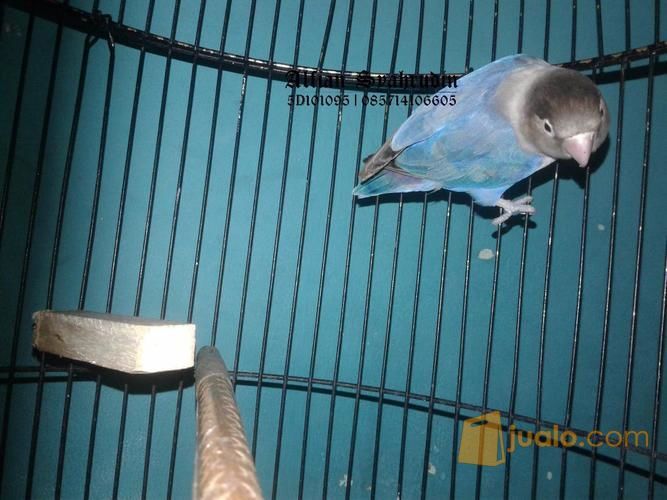Burung Lovebird Mangsi Taiwan Siap Ternak Fullset Jakarta
