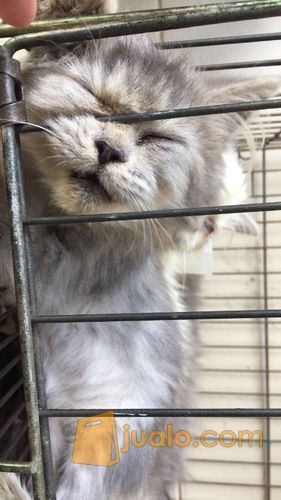 Adopsi Kucing Persia Longhair di Kota Jakarta Timur, DKI Jakarta