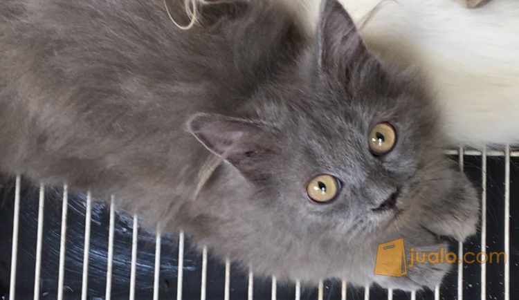 Adopsi Kucing Persia Longhair Unique Black | Jakarta Timur | Jualo