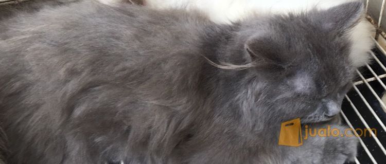 Adopsi Kucing Persia Longhair Unique Black di Kota Jakarta Timur, DKI
