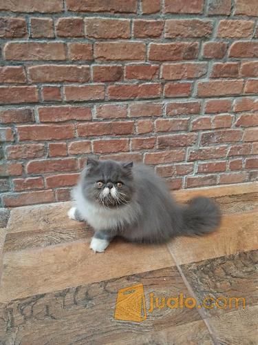 Kucing Anakan Persia Jantan | Jakarta Selatan | Jualo