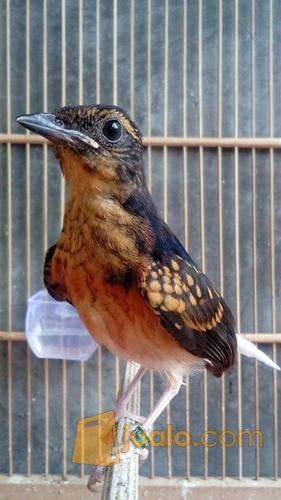 43+ Harga burung murai batu anakan terupdate