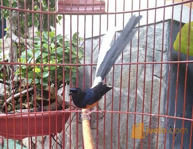 15++ Burung jenggotan terbaru