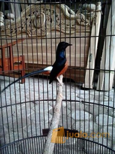 Murai Batu Medan Asli Gacoor Voll Tembus Siap Di Trek Tarakan