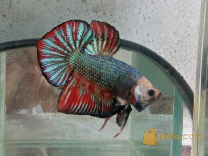 Ikan Cupang Plakat Dragon Copper Palembang Jualo