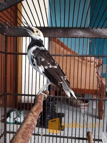 Burung Jalak Hongkong Jakarta Timur Jualo